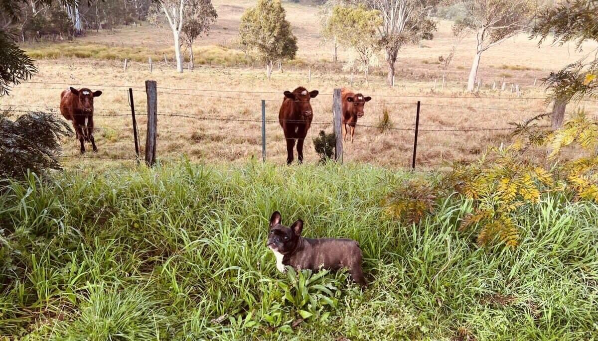 Photo of Others in Wollombi