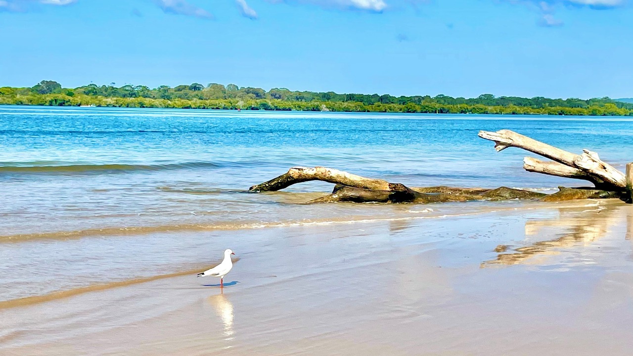 Photo of Others in East Ballina