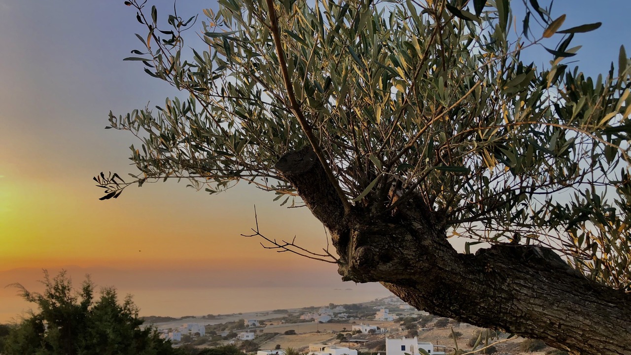Photo of Outdoor in Naxos