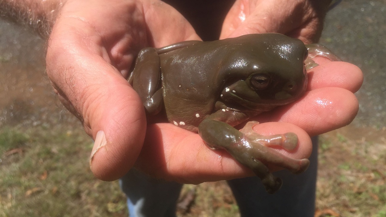Photo of Others in Moreton Bay Region