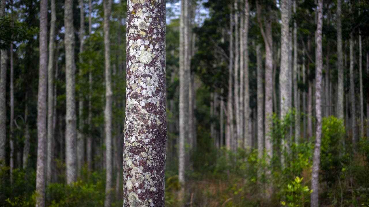 Photo of Outdoor in Moreton Bay Region