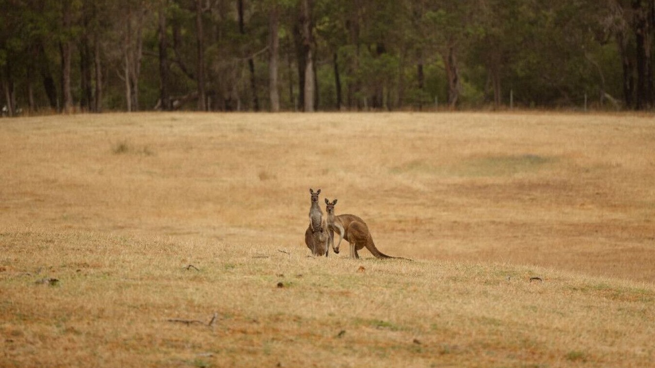 Photo of Others in Chapman Hill
