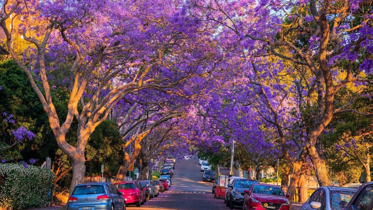 Photo of Others in Kirribilli