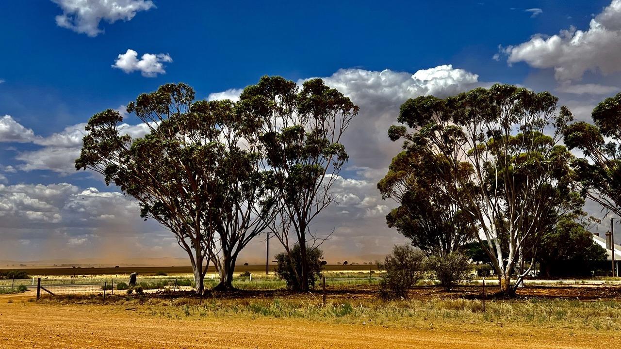 Photo of Outdoor in Willowie