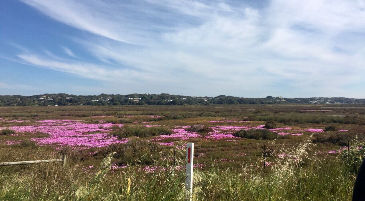 Photo of Outdoor in Breamlea