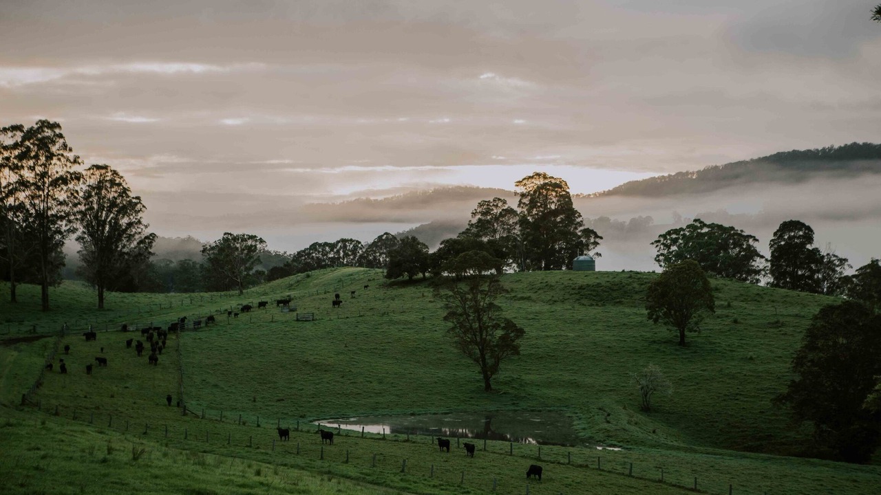 Photo of Others in Grevillia