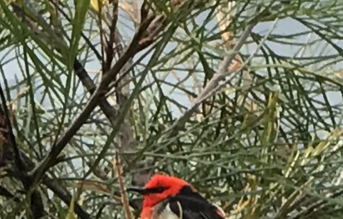 Photo of Others in Booroobin