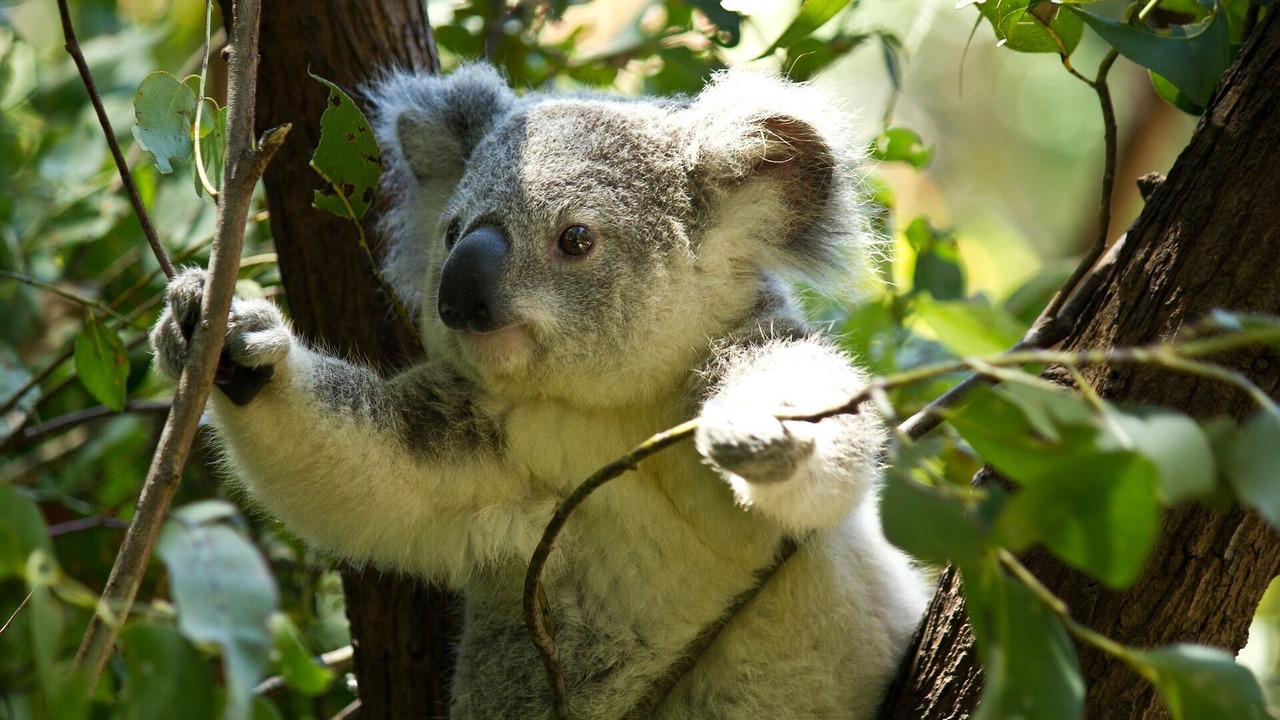 Photo of Others in Wooragee