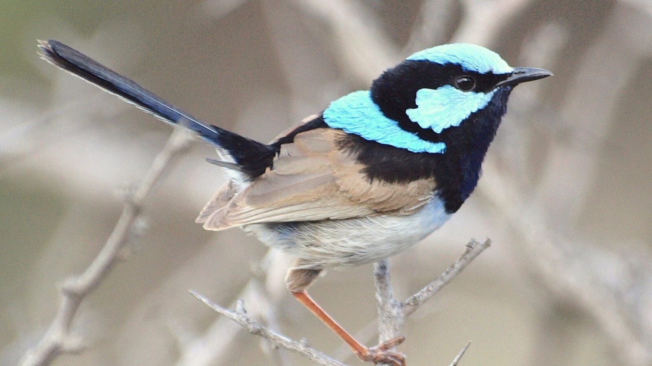Photo of Others in Wooragee