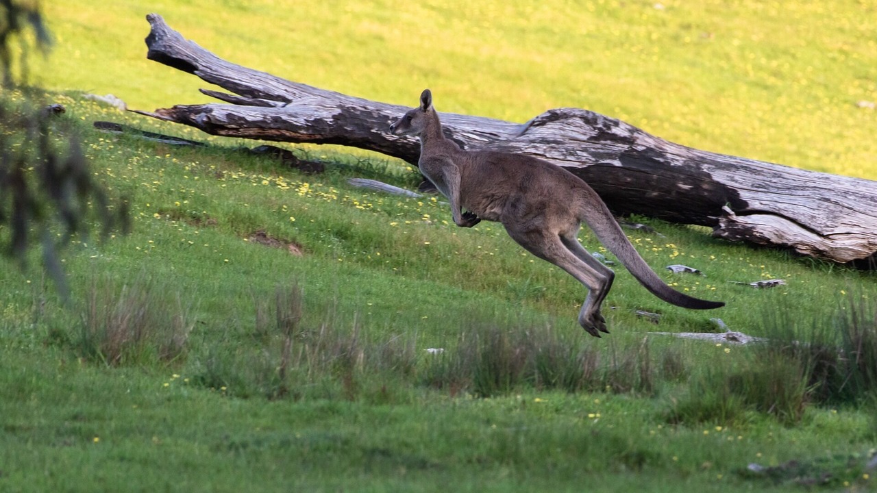 Photo of Others in Wooragee