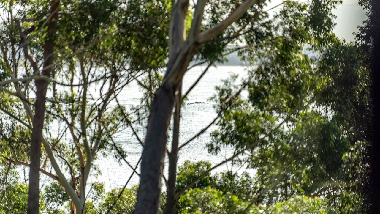 Photo of Others in Narrawallee