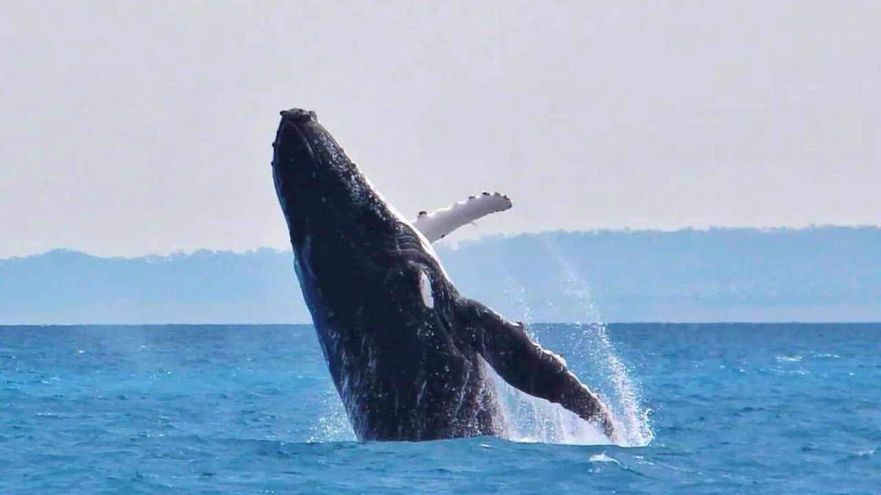 Photo of Others in Torquay
