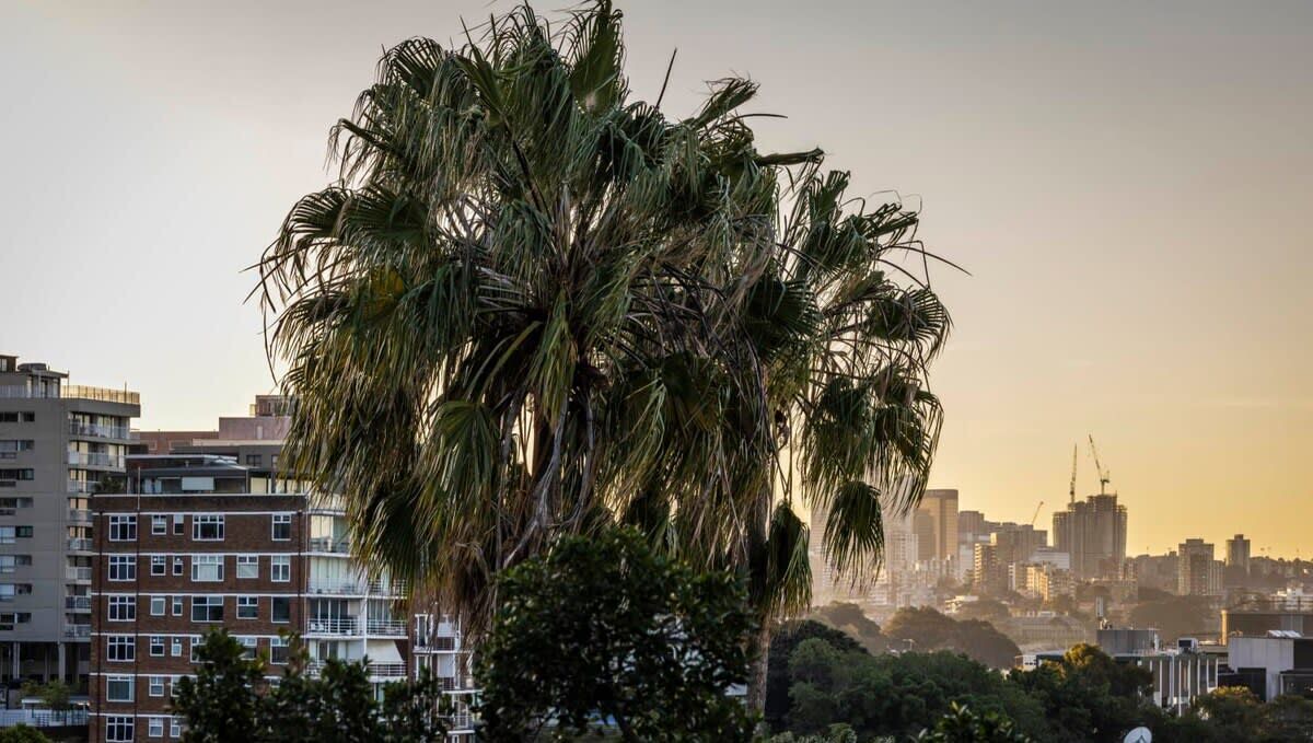 Photo of Others in Elizabeth Bay