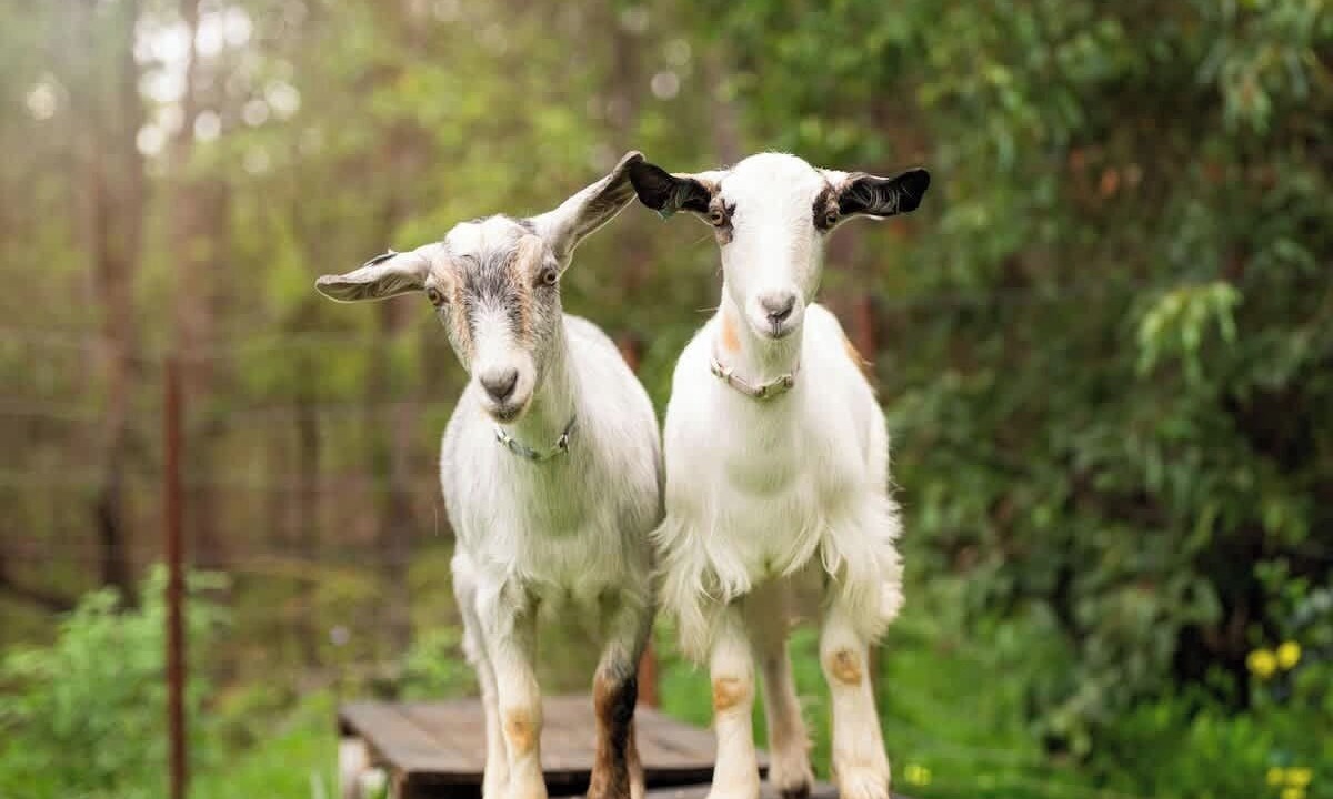 Photo of Others in Sheldon