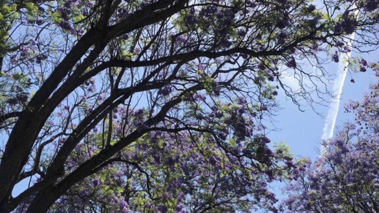 Photo of Outdoor in Wayville