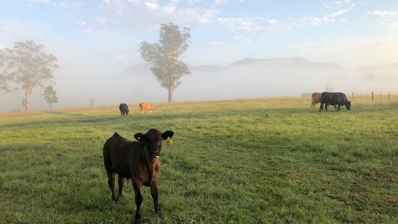 Photo of Others in Kangaroo Valley