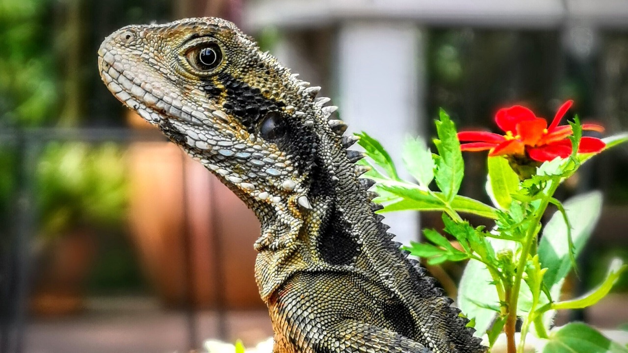 Photo of Others in Bellingen