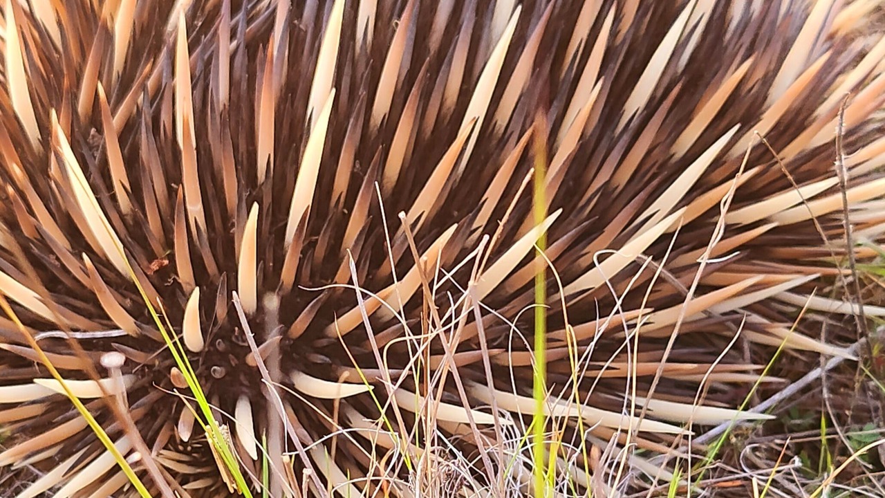 Photo of Outdoor in Meroo