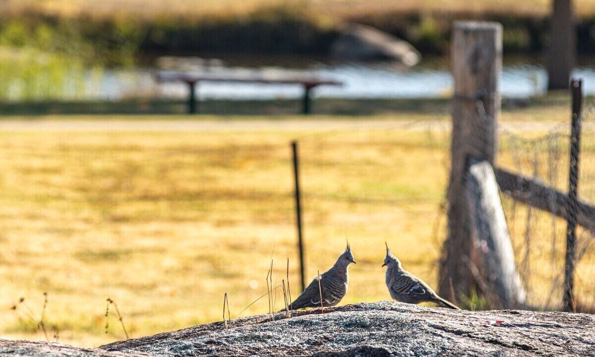 Photo of Outdoor in Stanthorpe