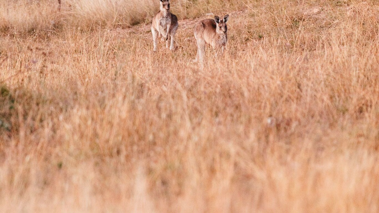 Photo of Others in Grattai