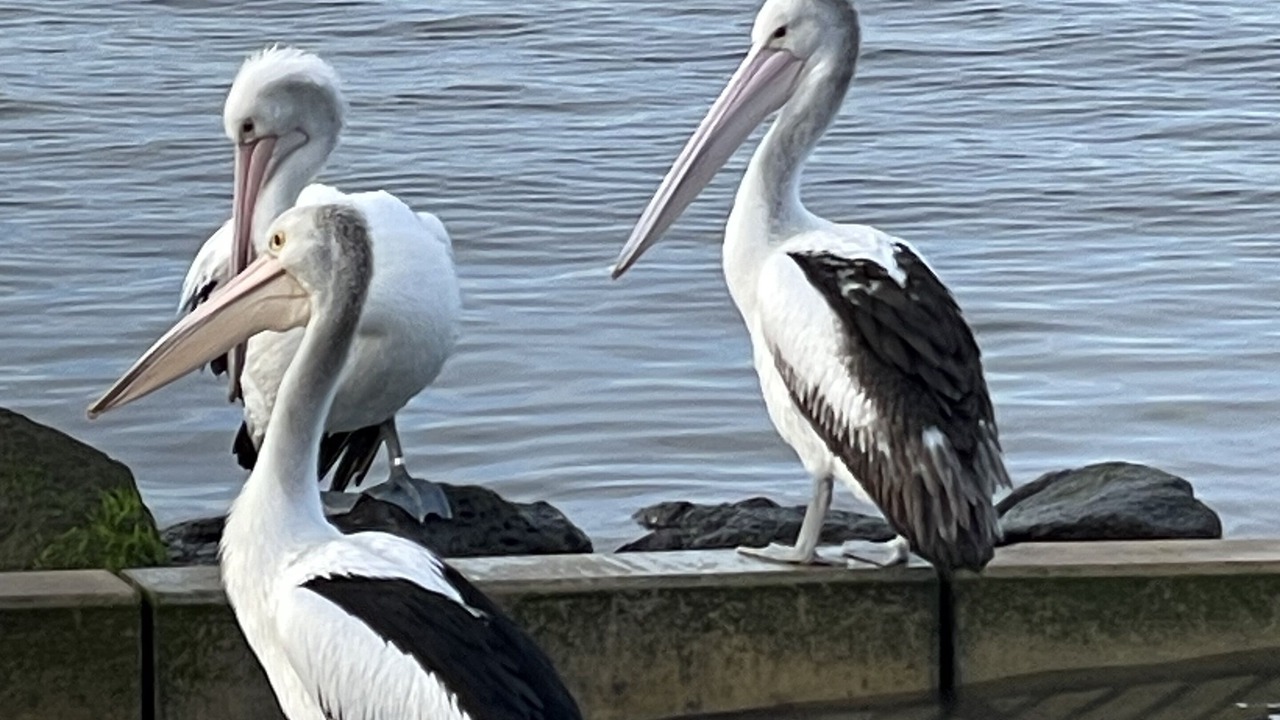 Photo of Others in Rhyll