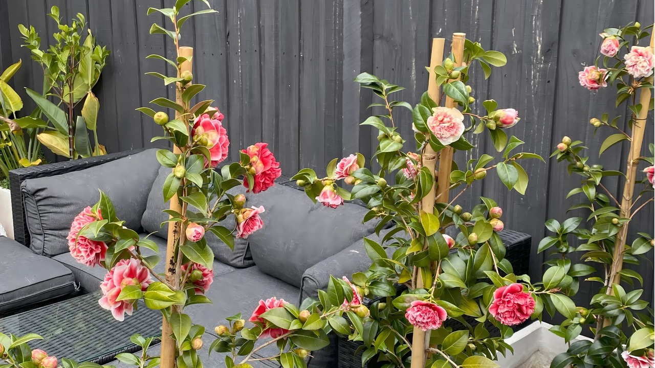 Photo of Outdoor in Yarraville