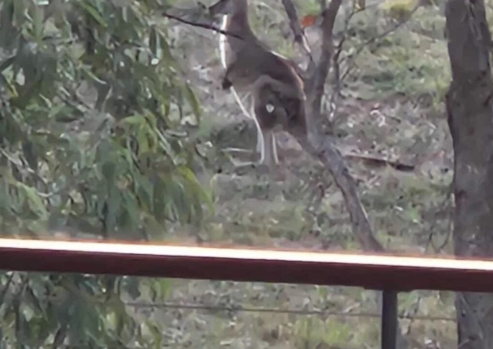 Photo of Others in Central Mudgee