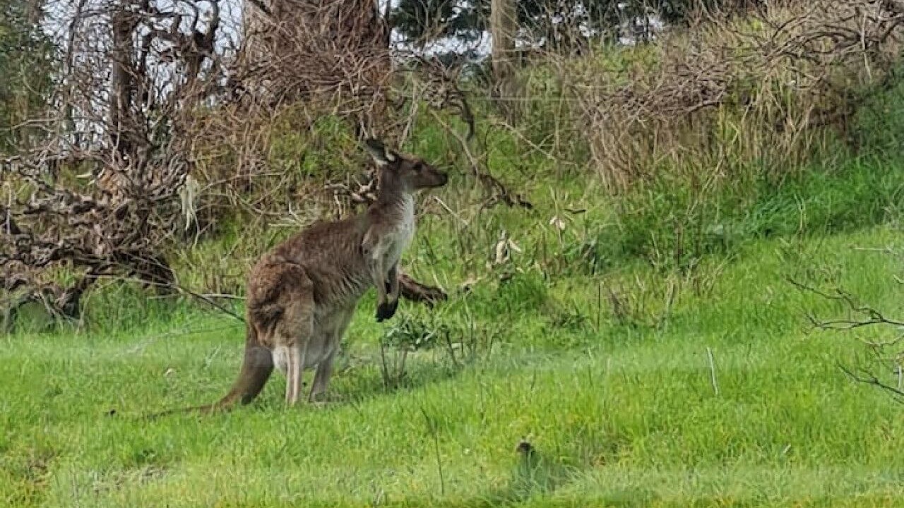Photo of Others in Glen Osmond