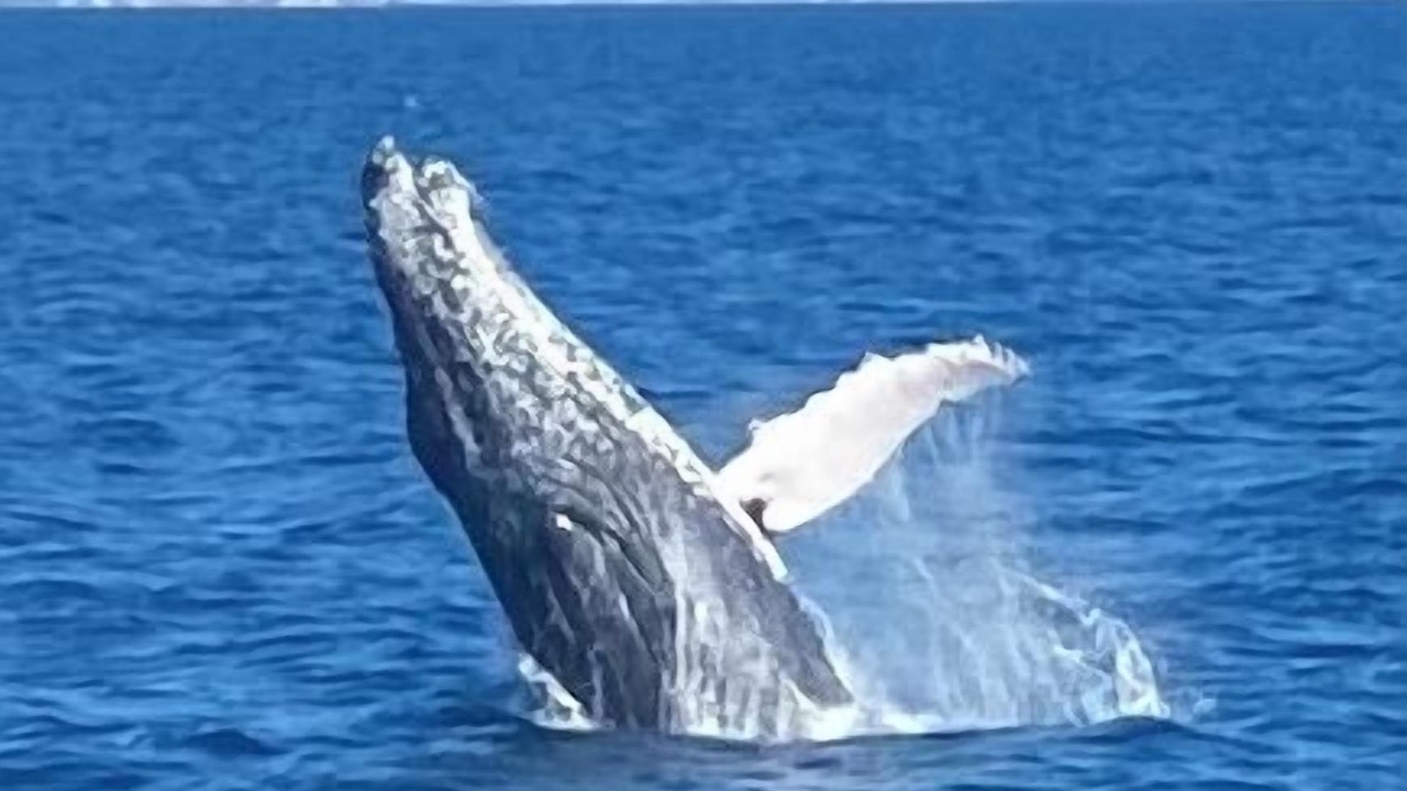 Photo of Others in Torquay