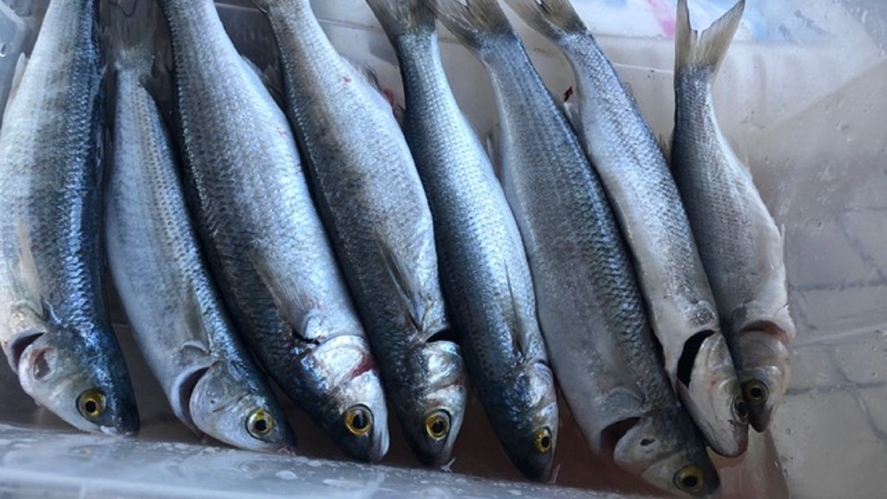 Photo of Others in Emu Bay