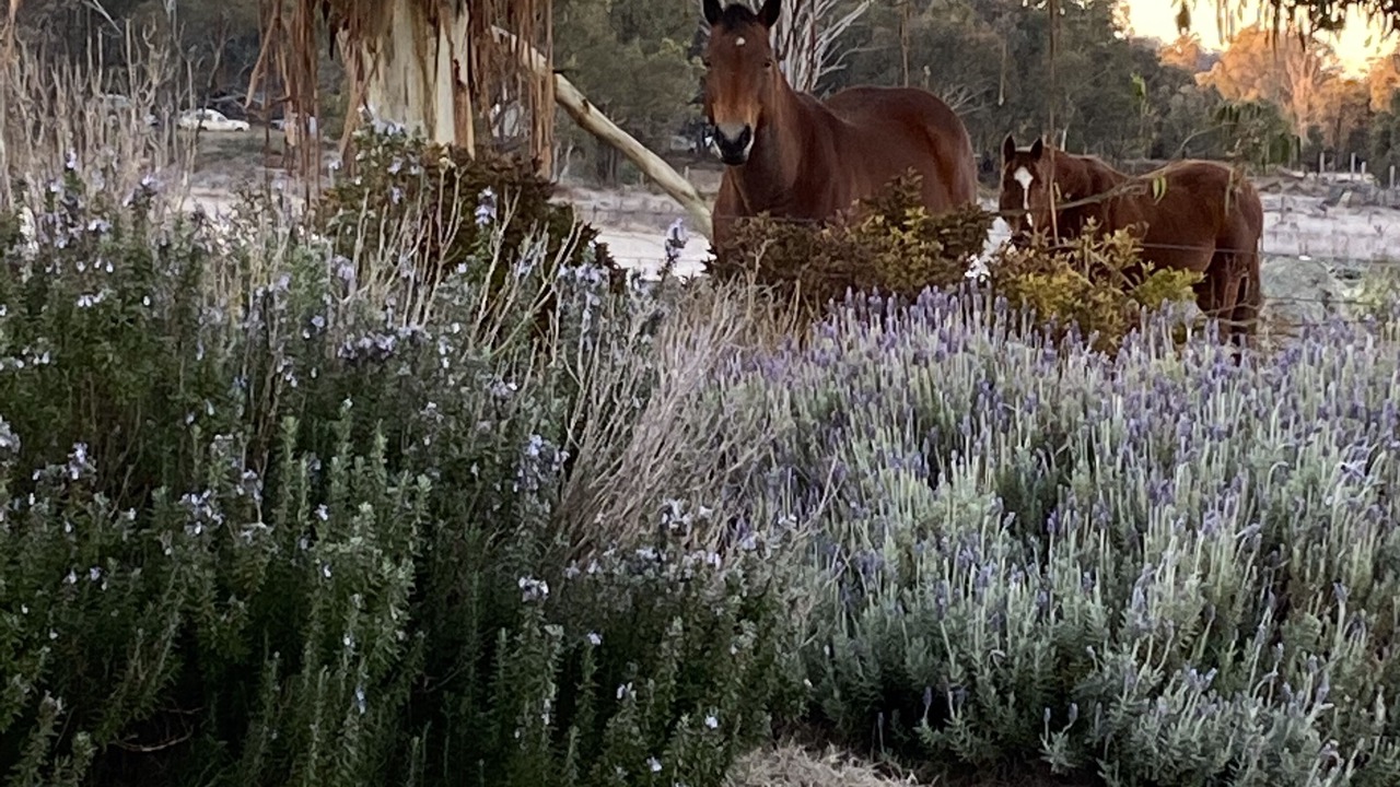 Photo of Outdoor in Budgee Budgee