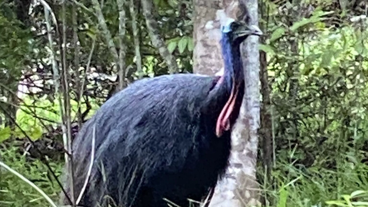 Photo of Others in Cow Bay