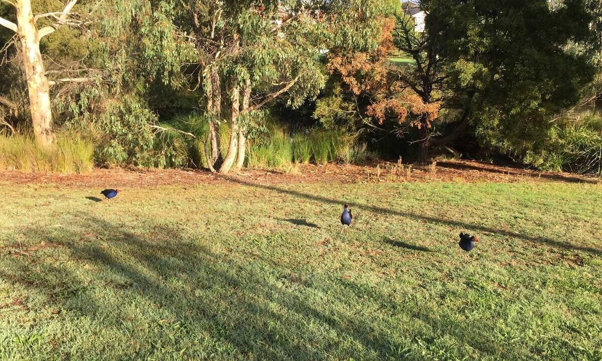 Photo of Others in Wantirna South