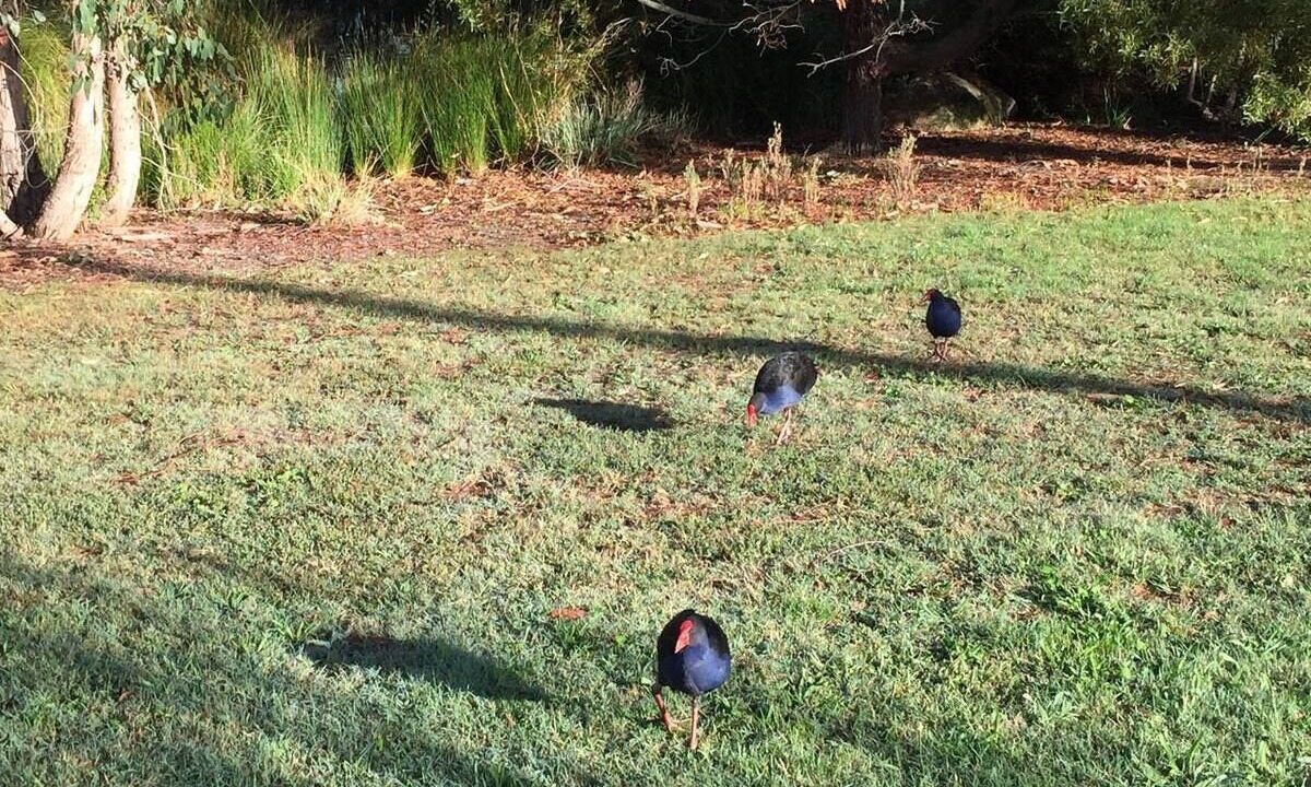 Photo of Others in Wantirna South