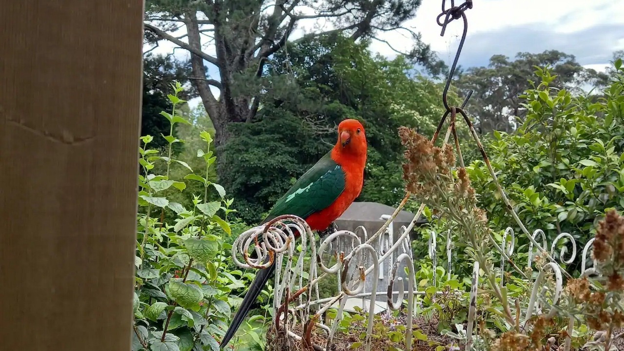 Photo of Outdoor in Fitzroy Falls