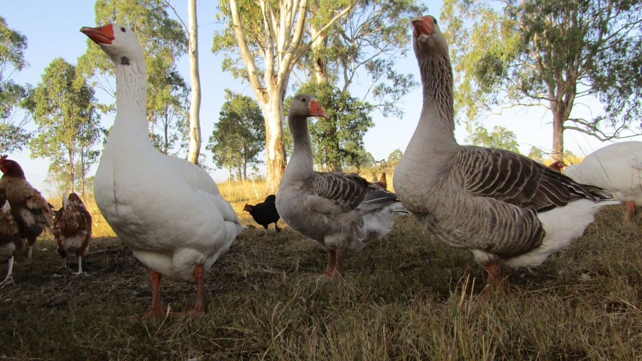 Photo of Others in Yorklea