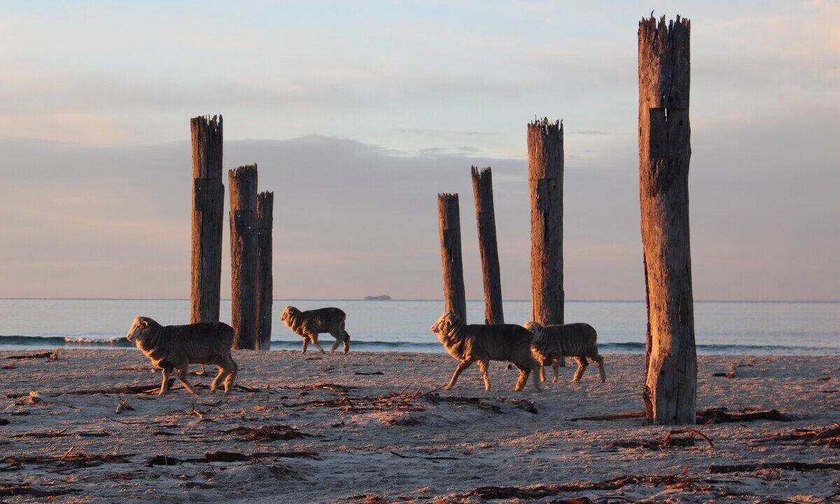 Photo of Others in Little Swanport