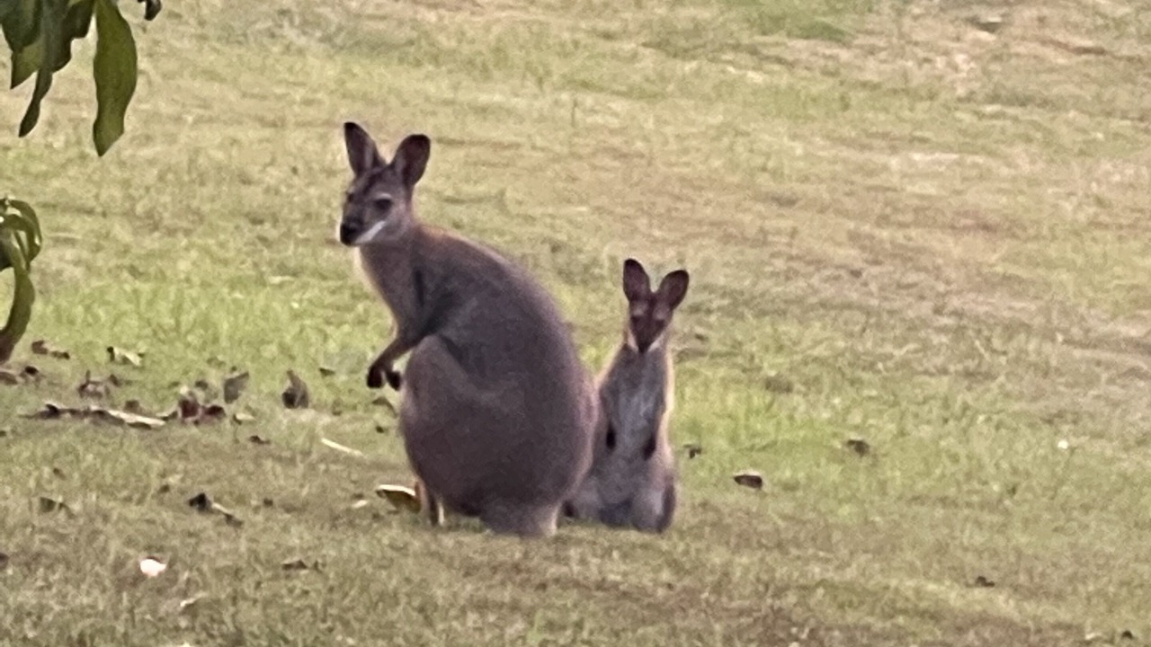 Photo of Others in Palen Creek