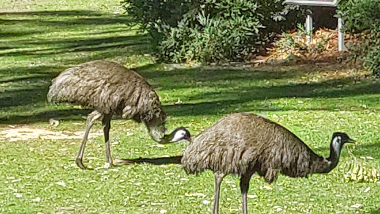 Photo of Others in Belair