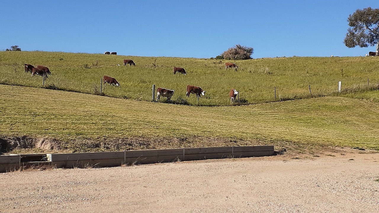 Photo of Others in Omeo