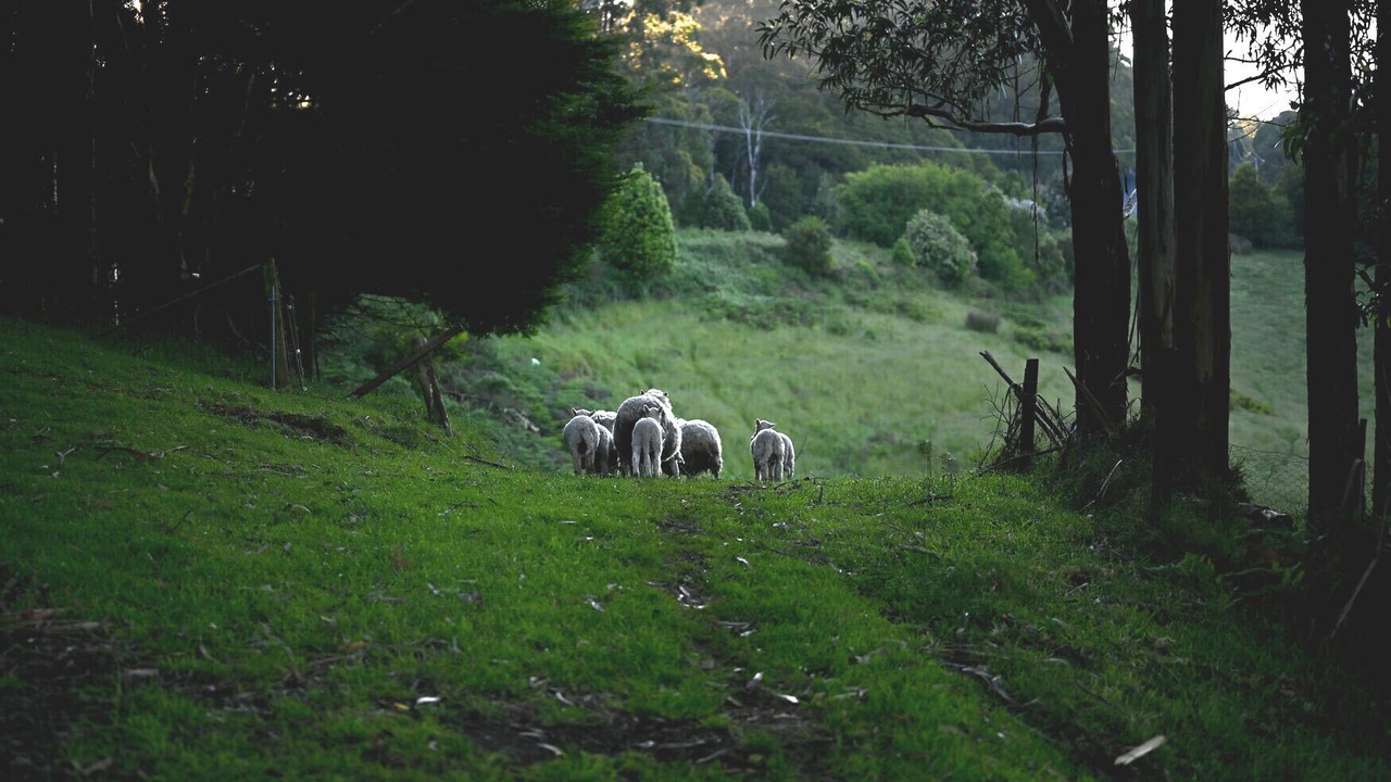 Photo of Outdoor in Barramunga