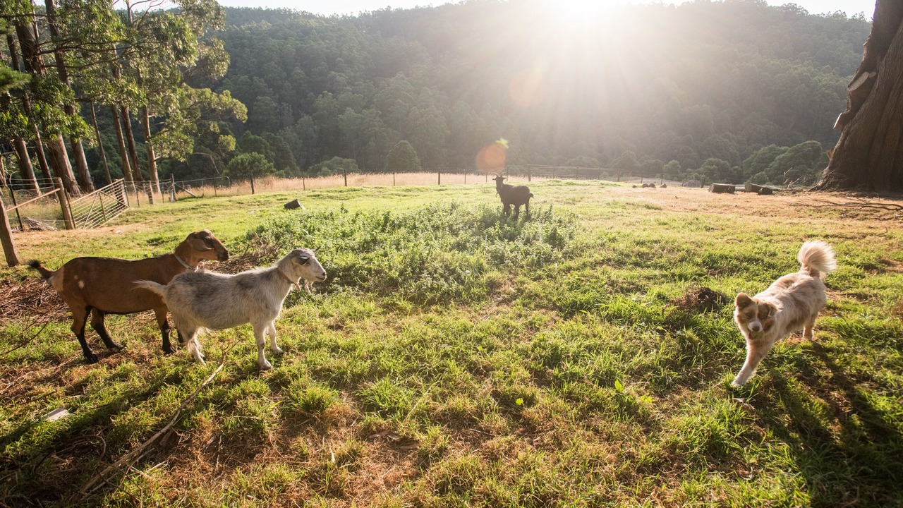 Photo of Outdoor in Barramunga
