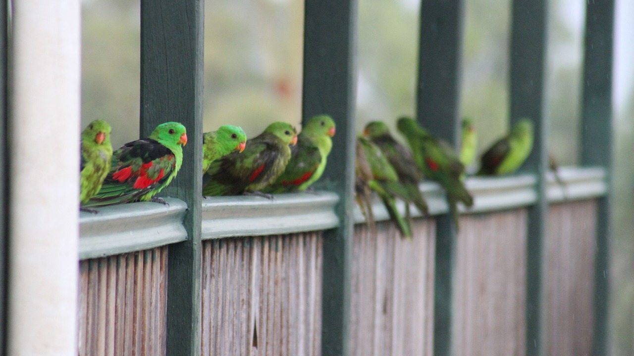 Photo of Others in Rodds Bay