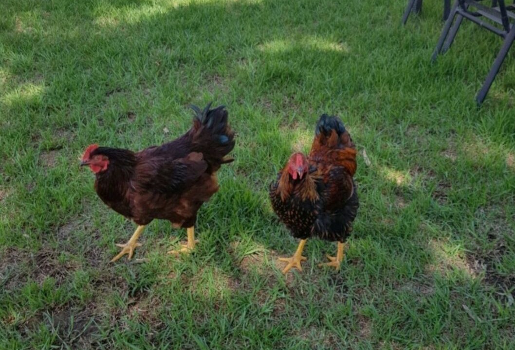 Photo of Outdoor in Dooralong