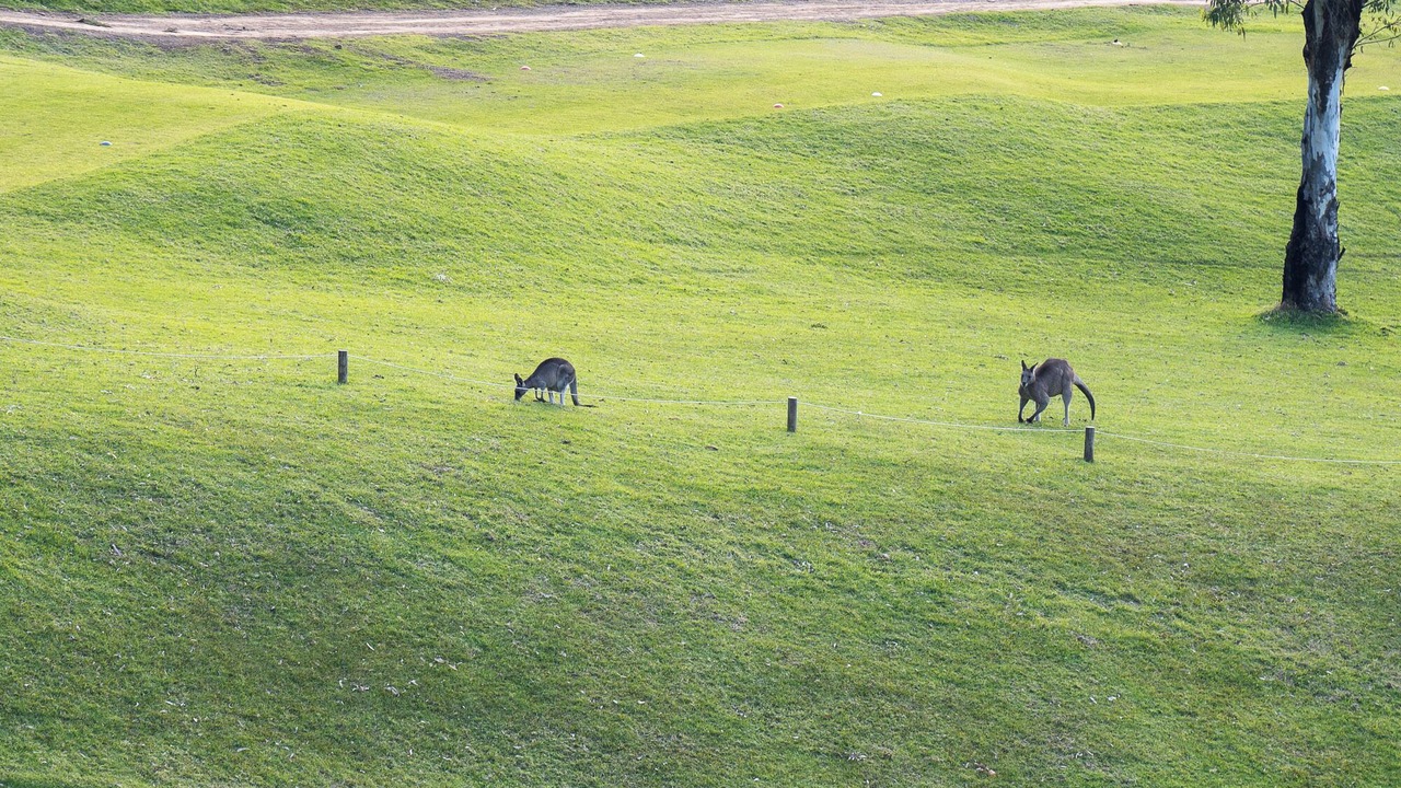 Photo of Others in Kangaroo Valley