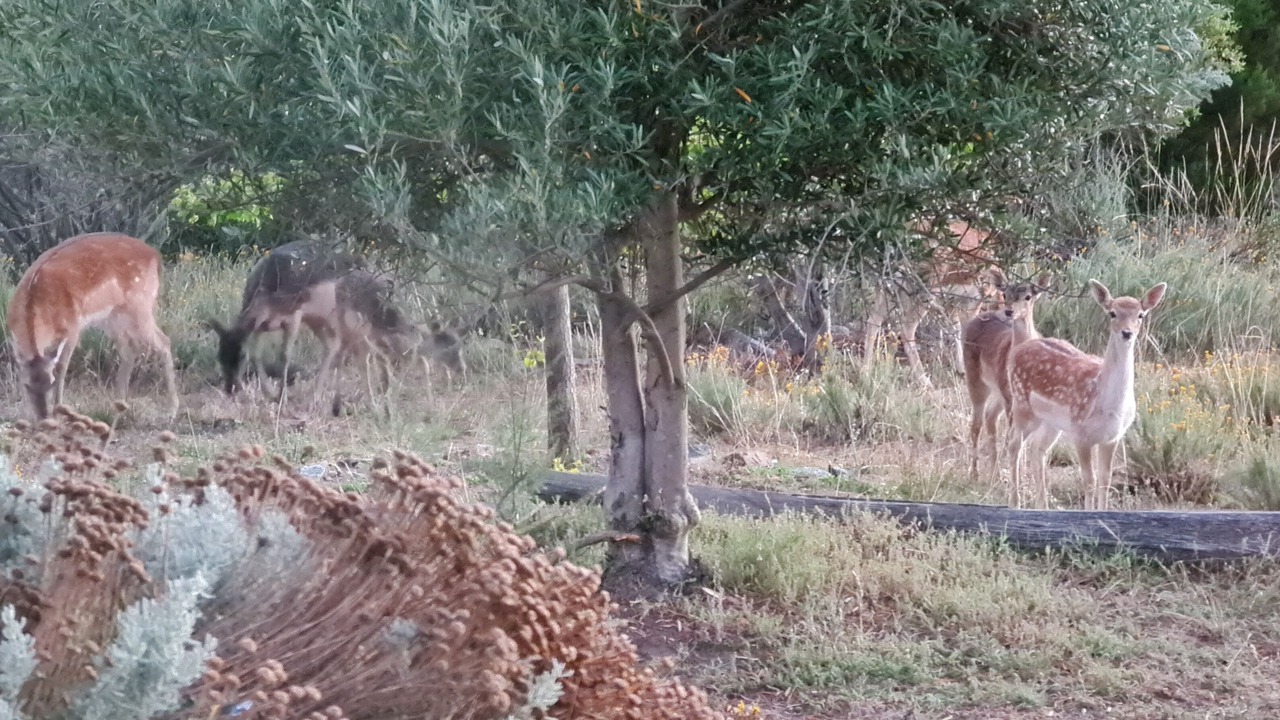 Photo of Others in Berridale