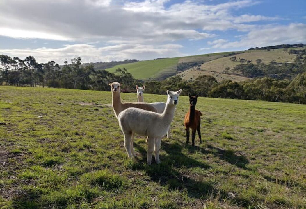 Photo of Others in Yankalilla