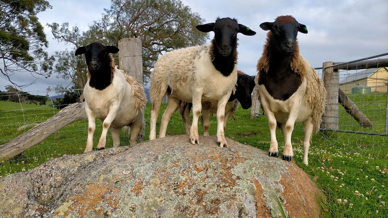 Photo of Others in Central Tilba