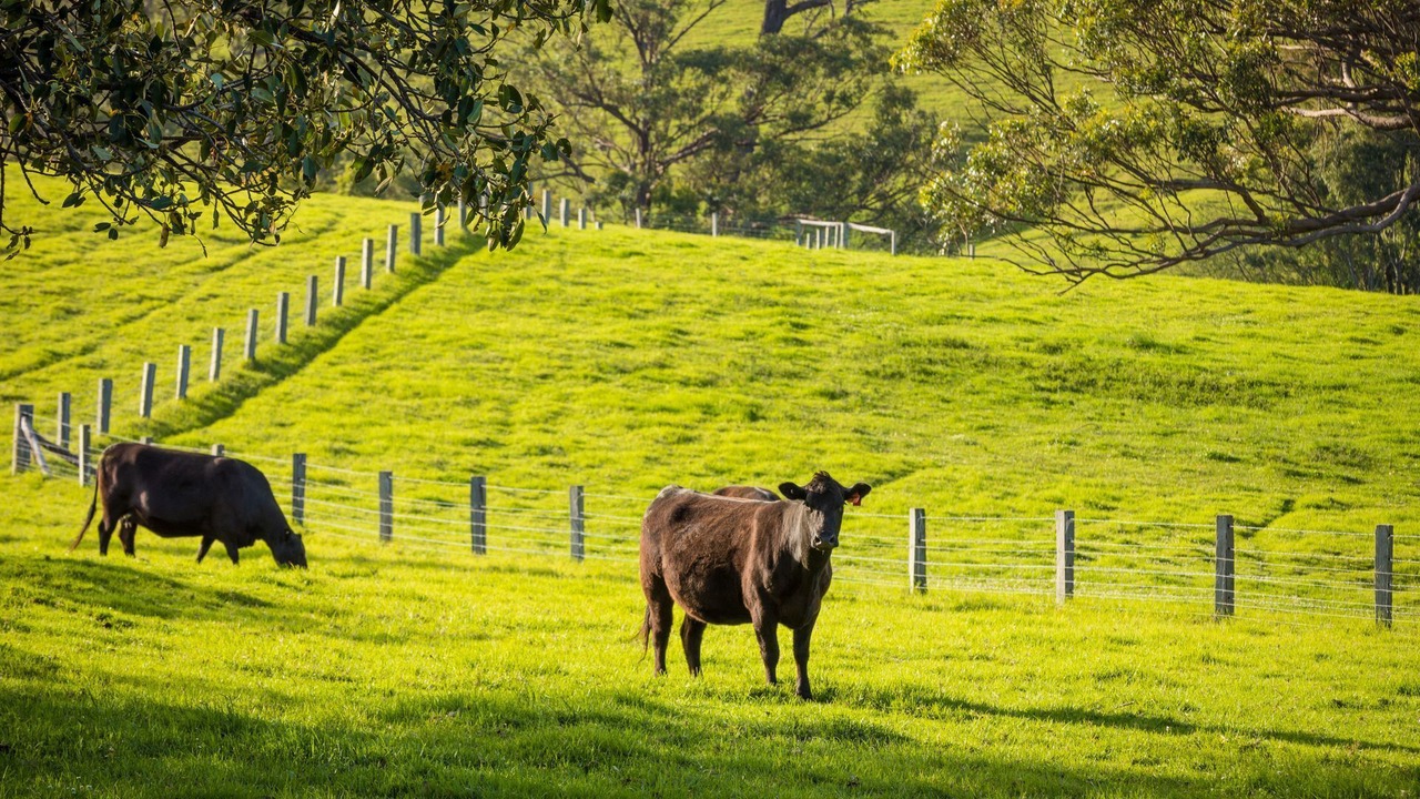 Photo of Outdoor in Central Tilba