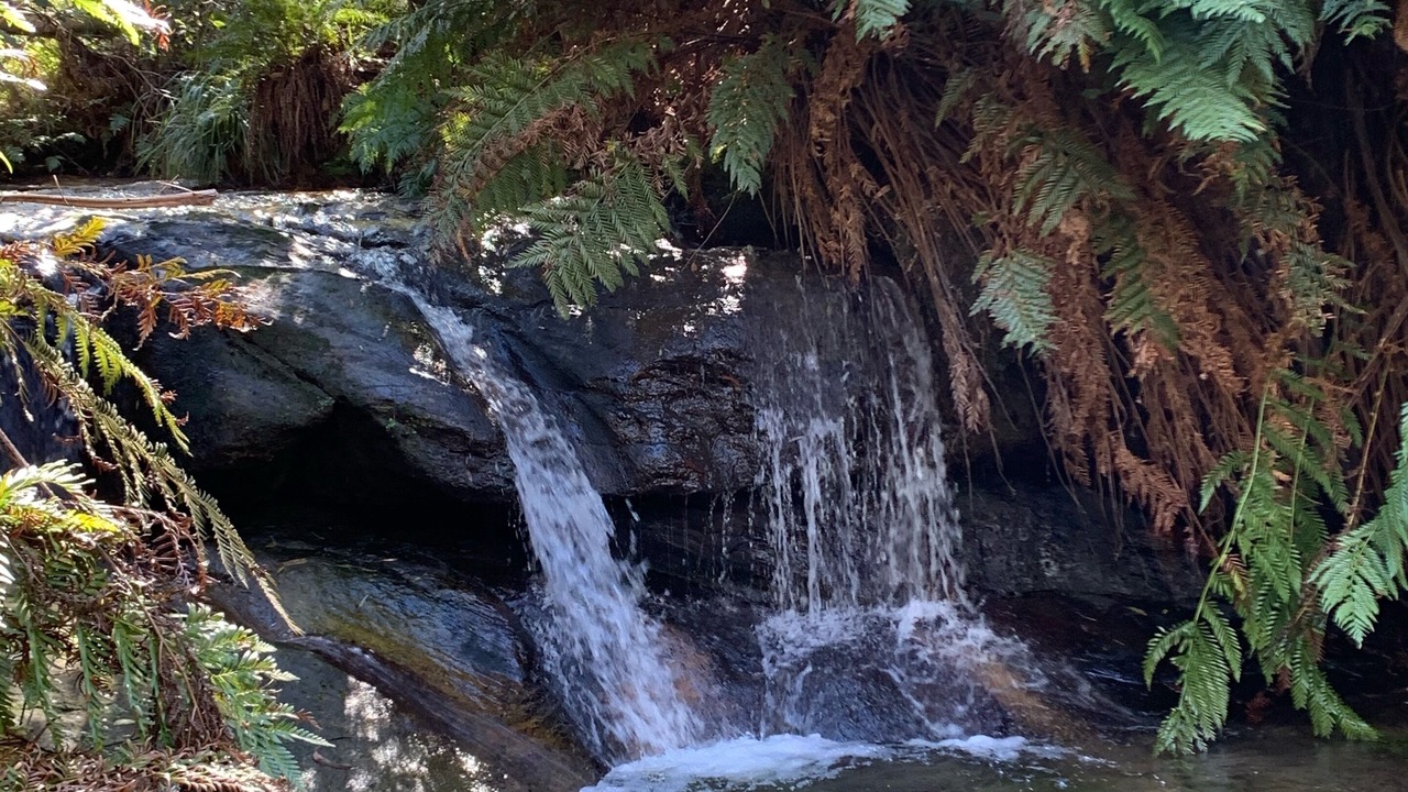 Photo of Others in Leura
